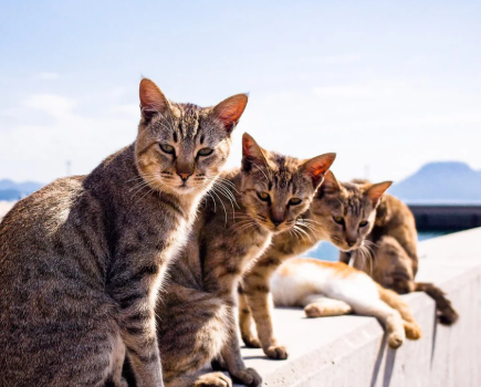 Top Destinations Every Cat Lover Should Explore in 2025