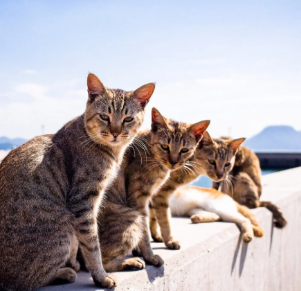 Top Destinations Every Cat Lover Should Explore in 2025