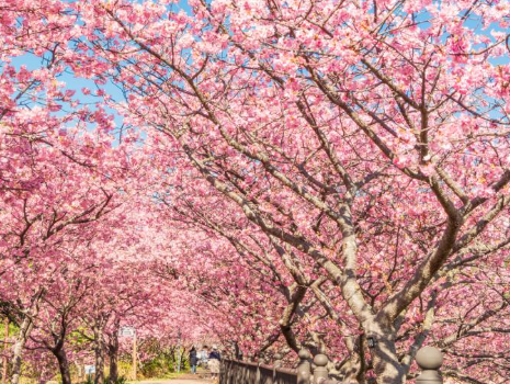 Top 5 Must-Experience Spring Festivals in Japan in 2024