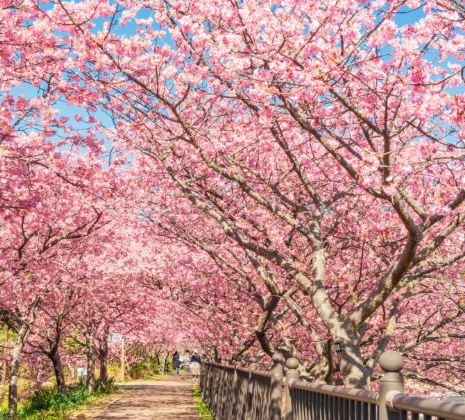 Top 5 Must-Experience Spring Festivals in Japan in 2024