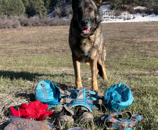 Kurgo Baxter Dog Backpack Review: A Solid Choice for Dogs of All Sizes