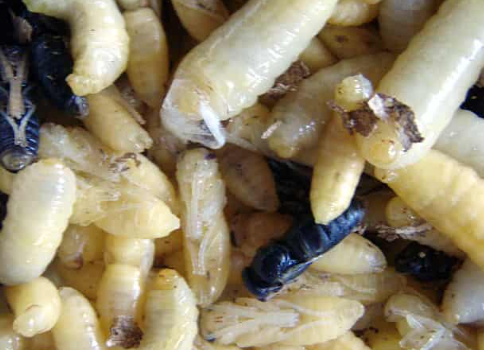 Unusual and Fascinating Foods Across Asia: A Culinary Adventure