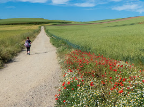 The Camino: A Journey of Surprises and Self-Discovery