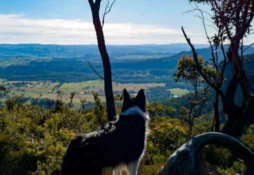 Porters Pass and Centennial Glen Hike: A Hidden Gem in the Blue Mountains