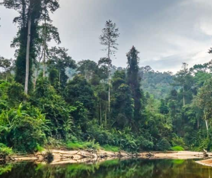 8 Essential Tips for Visiting Taman Negara Pahang